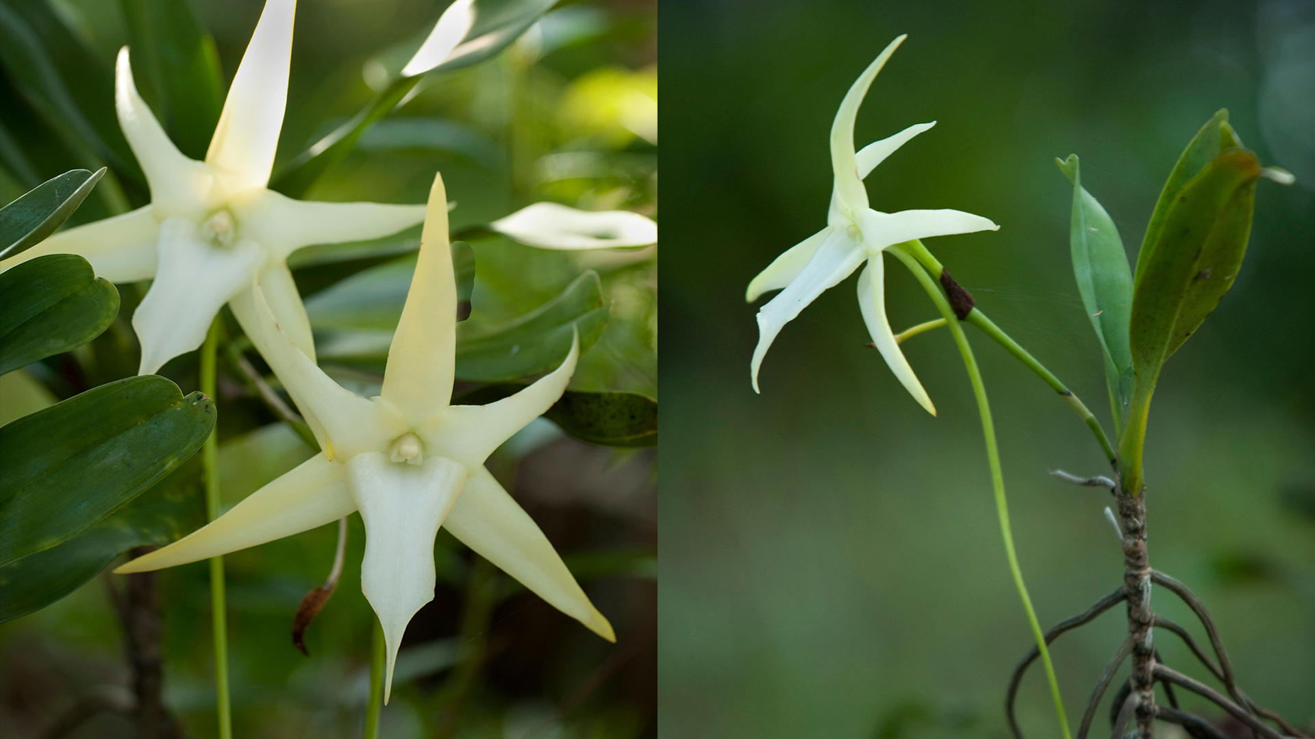 Darwin's or Comet Orchid Angraecum sesquipedale.