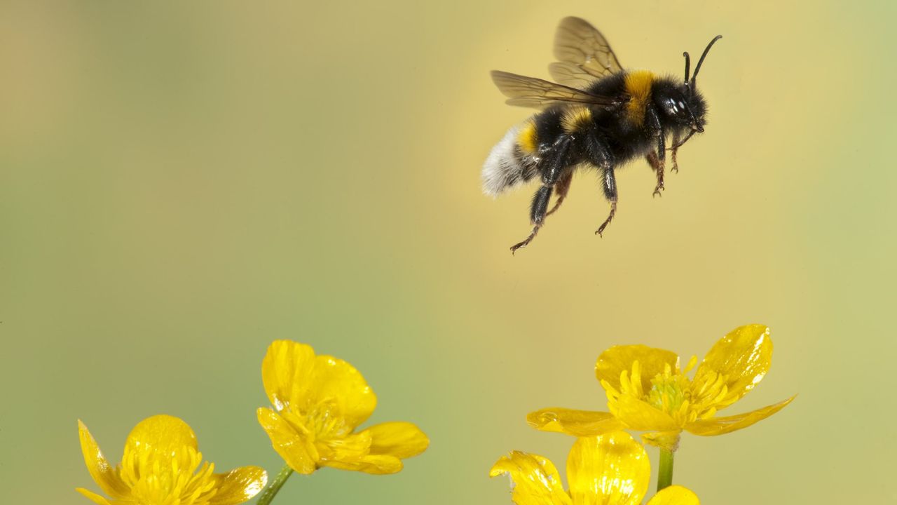 Bumblebee flying over flowers