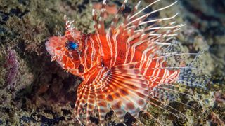 A red lionfish with bright blue eyes swims near coral.