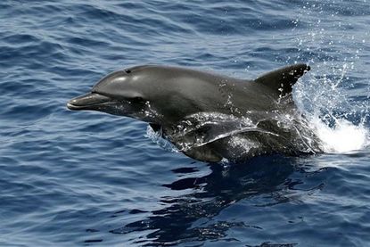 A large number of bottlenose dolphins have washed ashore dead on the Mid-Atlantic Coast since early July.