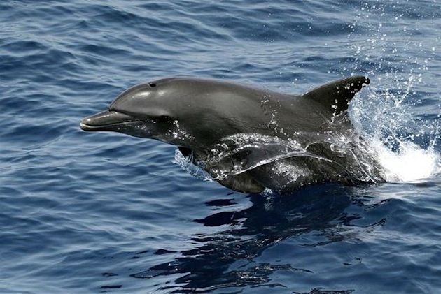 A large number of bottlenose dolphins have washed ashore dead on the Mid-Atlantic Coast since early July. 