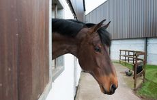 Big Star - Stallion AI Services - Twemlows Hall, Whitchurch, Shropshire, United Kingdom - 04 March 2015