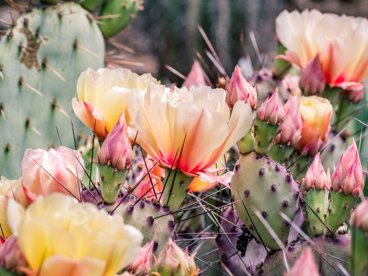 Cactus With Flowers