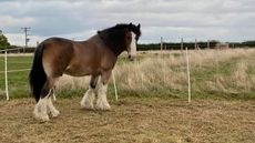 Hovis