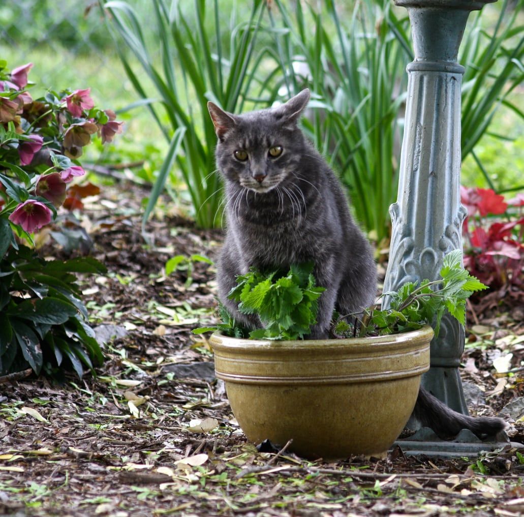 Cats And Catnip Plants: Does Catnip Attract Cats To Your Garden ...