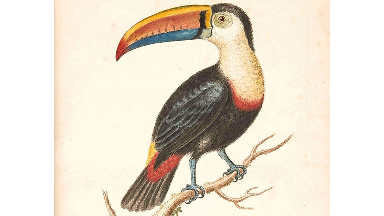 A Natural History of Uncommon Birds