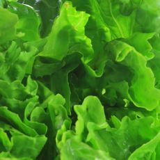 close up of romaine lettuce