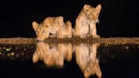 Two lion cubs drinking water from a puddle in the middle of the night