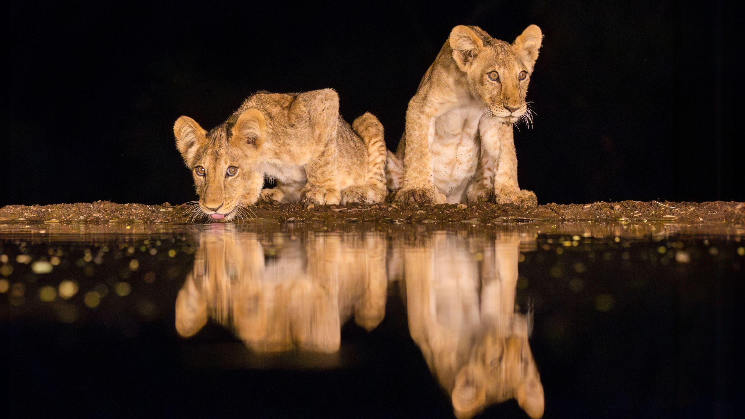 New Safari Trend for Night Wildlife Photography