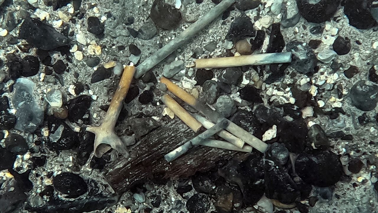 A close up of a series of brown pipe stems at the bottom of the sea floor.