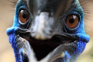 cassowary large flightless bird