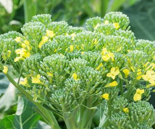 Small yellow flowers emerge on head of broccoli