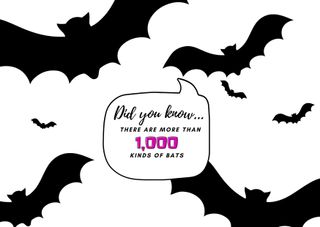 a graphic with bats on sharing the fun facts for kids