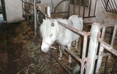 The-ponies-were-housed-in-squalid-conditions.jpg