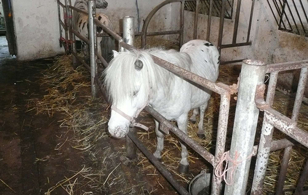 The-ponies-were-housed-in-squalid-conditions.jpg