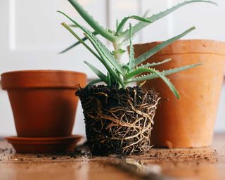 aloe vera with roots exposed in front of terracotta pots