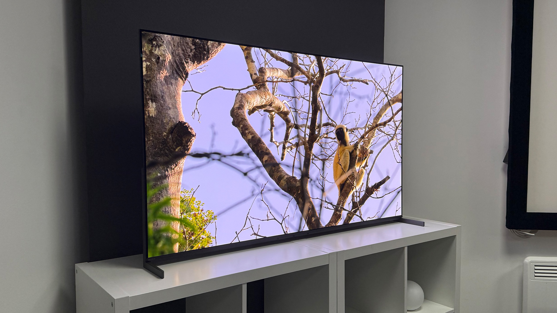 The 55-inch Sony Bravia 8 II QD-OLED TV photographed on a white table. On the screen is a nature documentary.