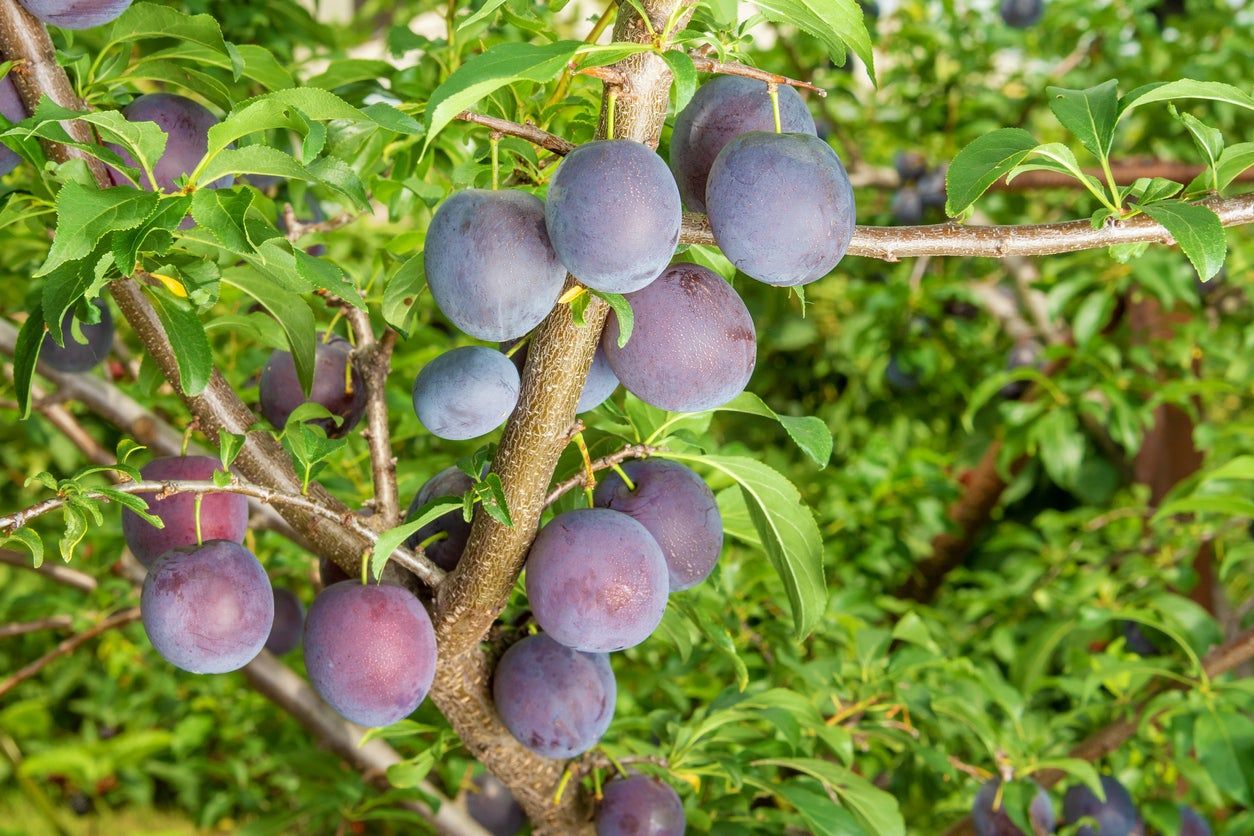 Plum Tree Full Of Fruit