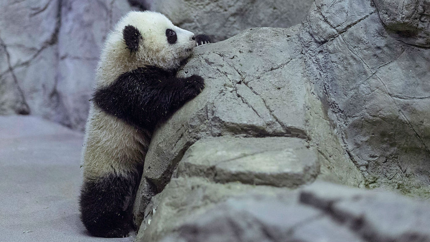 They have therefore been downgraded to the "vulnerable" species list