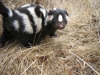 There are four species of spotted skunks. Western spotted skunks (pictured) extend from central Mexico through the western United States to British Columbia; Southern spotted skunks occur from central Mexico south to central Costa Rica; Eastern spotted skunks are found from eastern Canada, down the Appalachians to northeast Mexico.