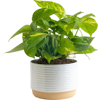 Costa Farms Golden Pothos Live Plant