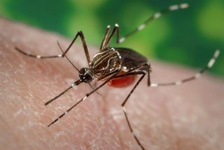 A female Aedes aegypti mosquito