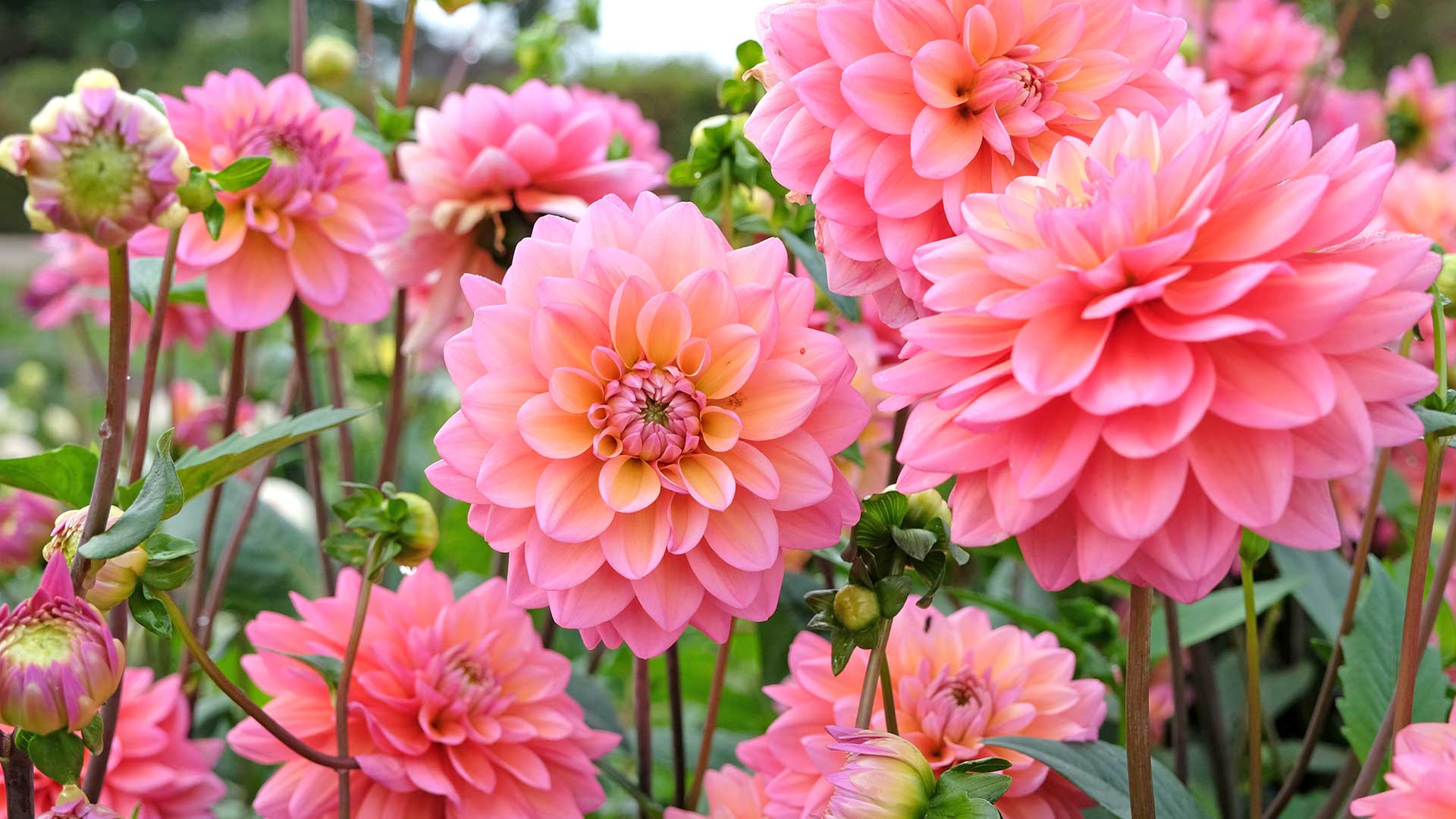 pink dahlias