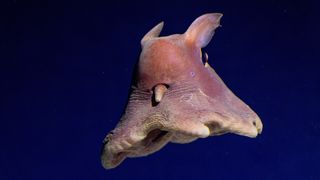 A dumbo octopus swims with its ears flying behind it and its legs extended like an umbrella.