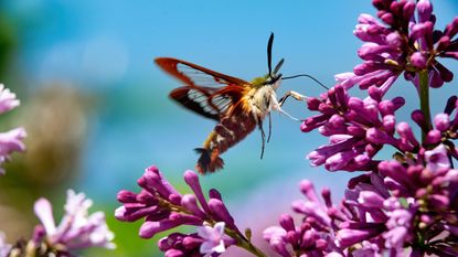 Hummingbird moth drinking nectar from lilac