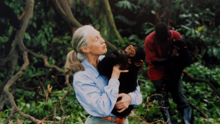 A photo of Jane Goodall holding a chimp in the jungle