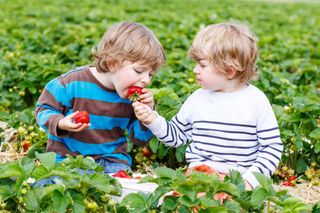 Two little friends having fun on strawberry farm in summer. Feeding each other with organic berries and spending time together.
