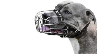 Dog wearing a muzzle