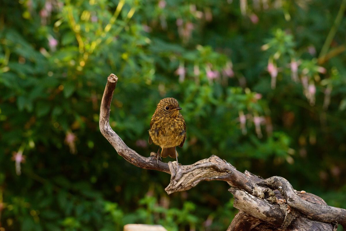 Small bird on a branch in front of foliage with pink flowers, captured with the Camtraptions Camera Trap device and a Nikon DSLR