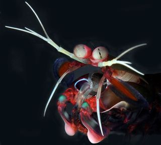 purple-spotted mantis shrimp