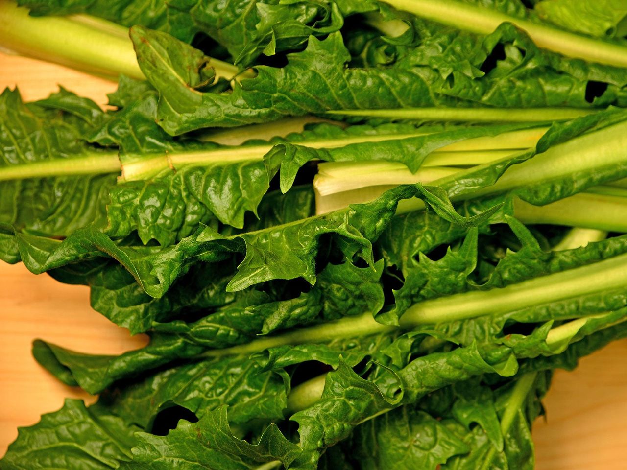 Puntarelle chicory leaves freshly harvested