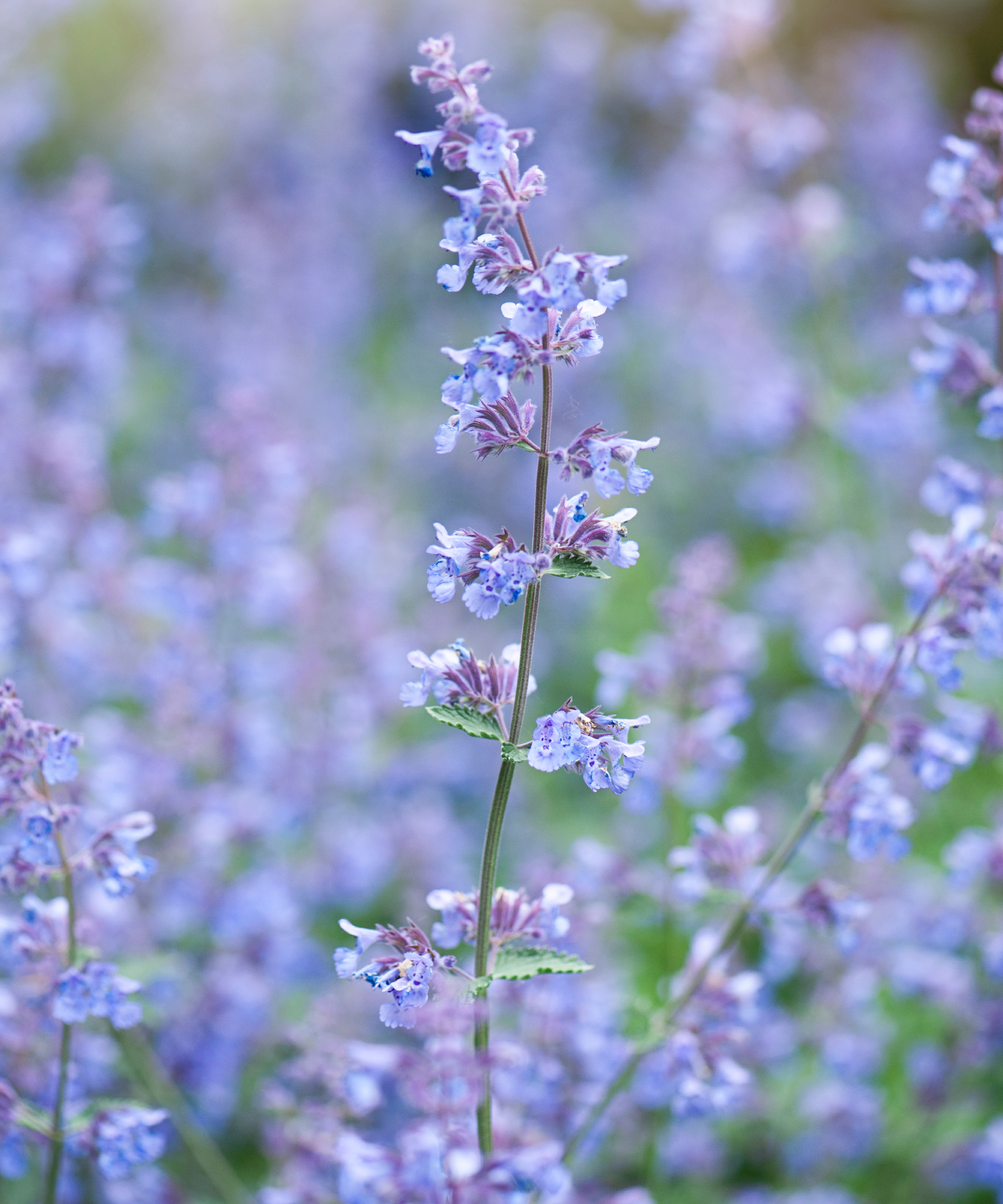 dwarf catmint with blue flowers growing in a garden