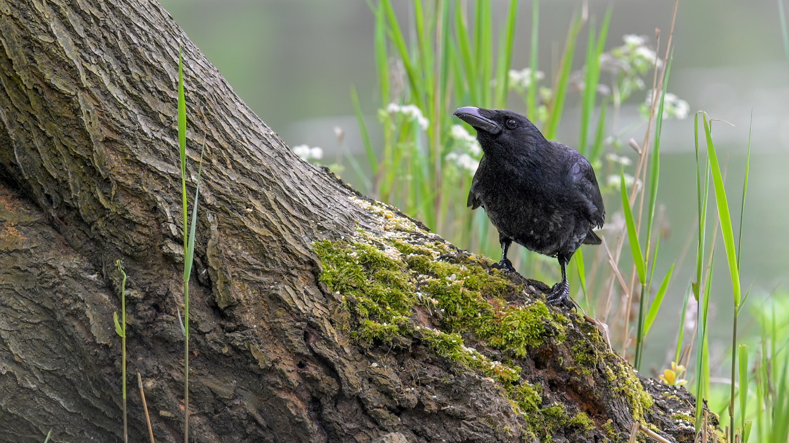 A crow on balances on the bottom of a tree trunk.