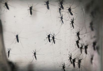 Thailand has confirmed their first cases of Zika virus birth defects. 