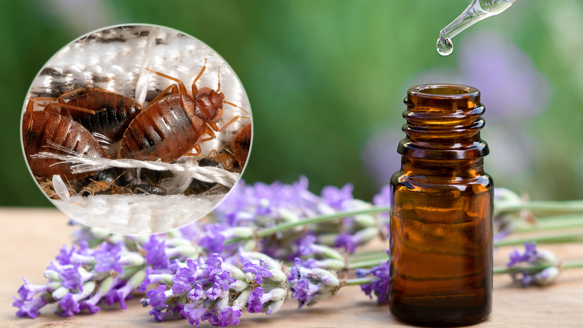 This image shows a small brown bottle on a table with bunches of fresh lavender (Getty.) In the top left is a close up of bed bugs on a mattress (Shutterstock)