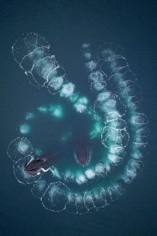 Ugandan Humpback whales using a technique of bubble netting to catch krill