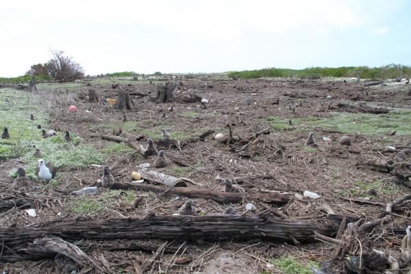 Midway atoll tsunami height