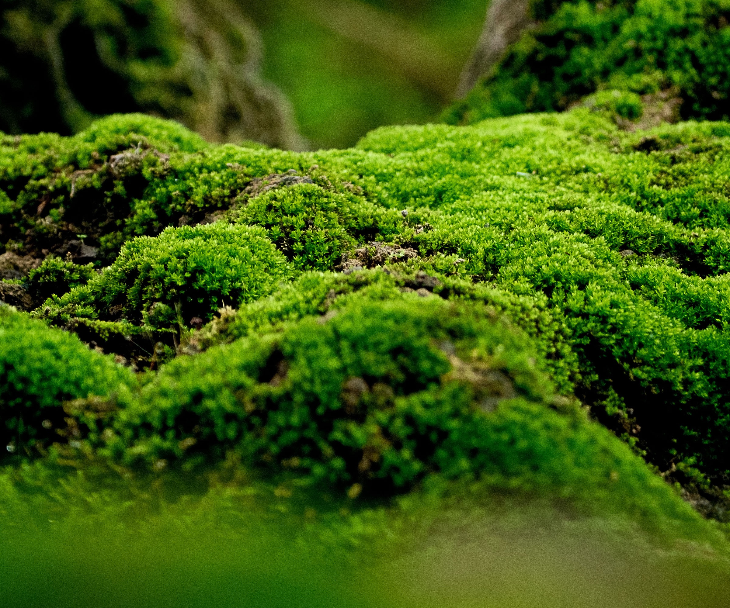 green moss growing in moist garden soil