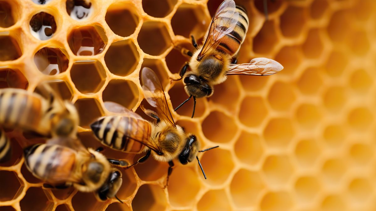 Does honey ever go bad? Live Science