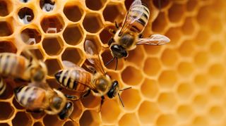 two honeybees on a honeycomb