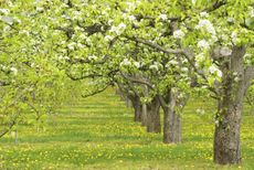 Orchard With Rows Of Pear Trees