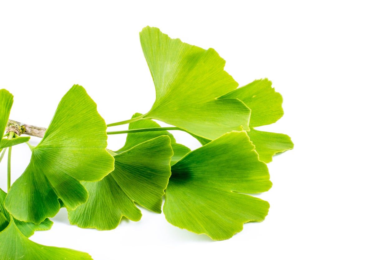 Ginkgo Plant Cuttings