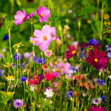 Beautiful wildflowers