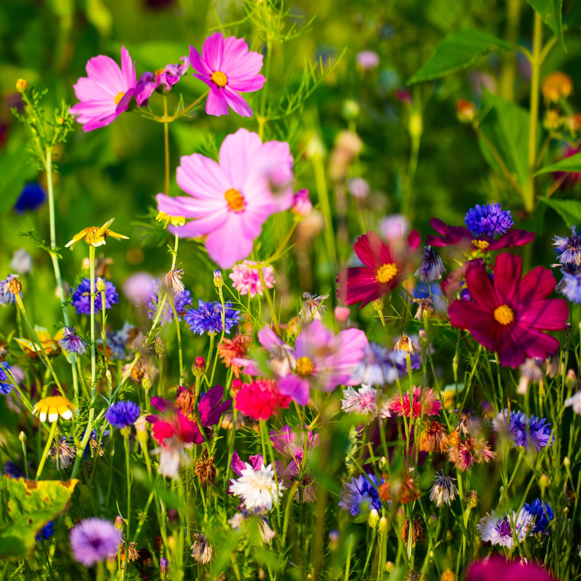 Beautiful wildflowers