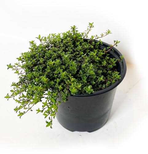 Thyme Creeping (4 Inch + Grower Pot) - 4 Inch Live Herbs Plants - Mat-Forming Plants - Low-Maintenance, Highly Fragrant, and Beautiful Groundcover Plants