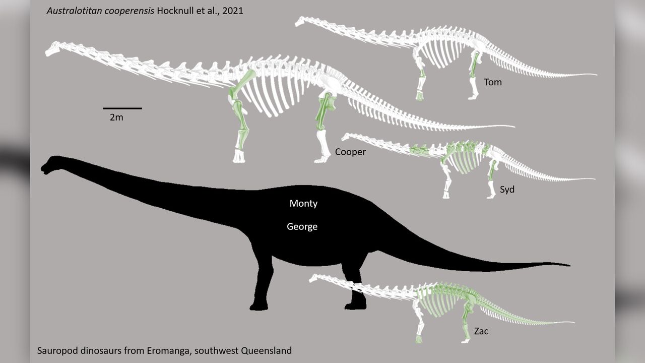 Cooper and its close related relatives. The green bones represent those that have been recovered.